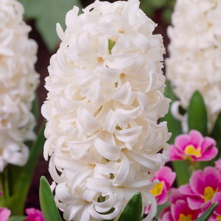 Hyacinth Bulbs (20) - Hyacinthus Orientalis 'White Pearl' - Large White Hyacinth Bulbs - The Celtic Farm