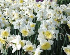 Large Ice Follies Quality Daffodil Bulbs (25) - Imported From Holland - Narcissi "Ice Follies" Bulbs for Sale - The Celtic Farm