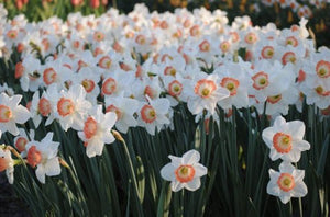 Large Pink Charm Quality Daffodil Bulbs (25) - Imported From Holland - Narcissi "Pink Charm" Bulbs for Sale - The Celtic Farm