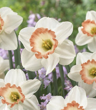 Load image into Gallery viewer, Large Pink Charm Quality Daffodil Bulbs (25) - Imported From Holland - Narcissi &quot;Pink Charm&quot; Bulbs for Sale - The Celtic Farm
