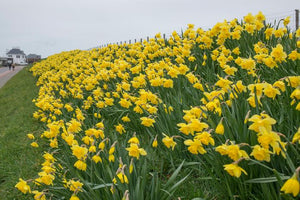 Large Quality Daffodil Bulbs (25) - Imported From Holland - Narcissi "Carlton" Bulbs for Sale - The Celtic Farm
