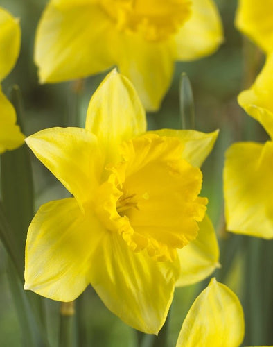 Large Quality Daffodil Bulbs (25) - Imported From Holland - Narcissi 