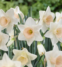 Load image into Gallery viewer, Large Salmon Cup Quality Daffodil Bulbs (25) - Imported From Holland - Narcissi &quot;Passionale&quot; Bulbs for Sale - The Celtic Farm