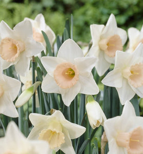 Large Salmon Cup Quality Daffodil Bulbs (25) - Imported From Holland - Narcissi "Passionale" Bulbs for Sale - The Celtic Farm