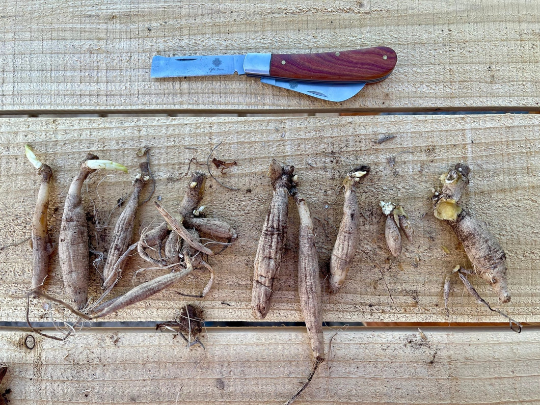 Professional Gardener’s Knife for Pruning, Grafting and Propagation
