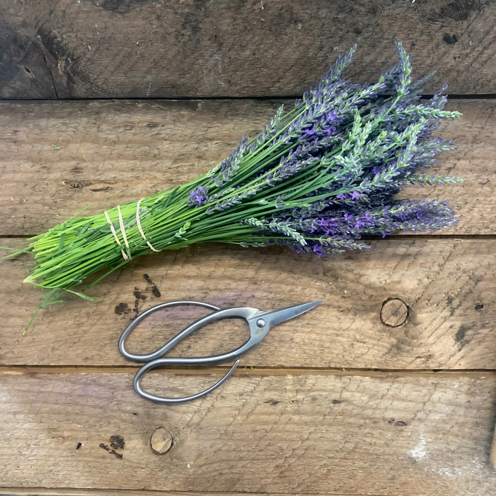 best garden scissors Stainless Garden Scissors (Pruning Shears/Pruners/Secateurs/Clippers)