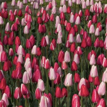 Load image into Gallery viewer, Tulip Bulb &quot;Delight&quot; Mix (20) Size 12+ - Tulip Bulbs for Sale - The Celtic Farm
