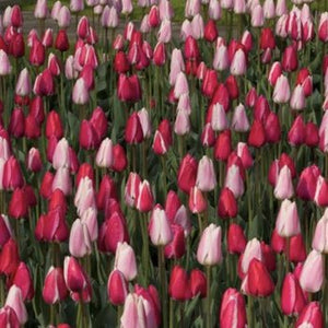 Tulip Bulb "Delight" Mix (20) Size 12+ - Tulip Bulbs for Sale - The Celtic Farm
