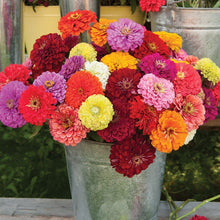 Load image into Gallery viewer, Zany for Zinnias - Our Grow Kit Gift Box with Zinnias - The Celtic Farm